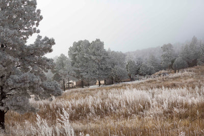 Moonshine Valley, 2017