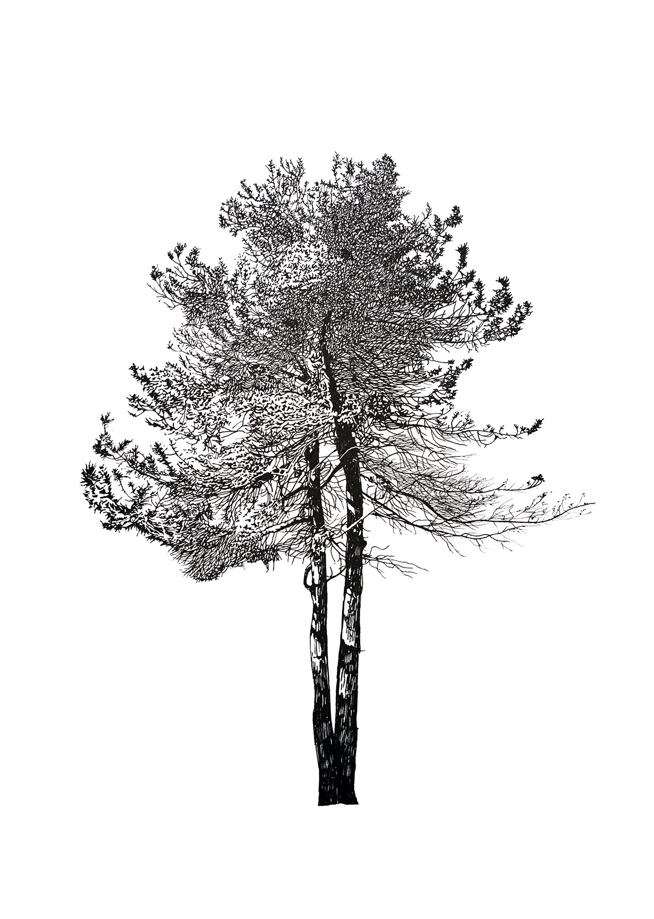 Tree Inkblot Test I, 2022