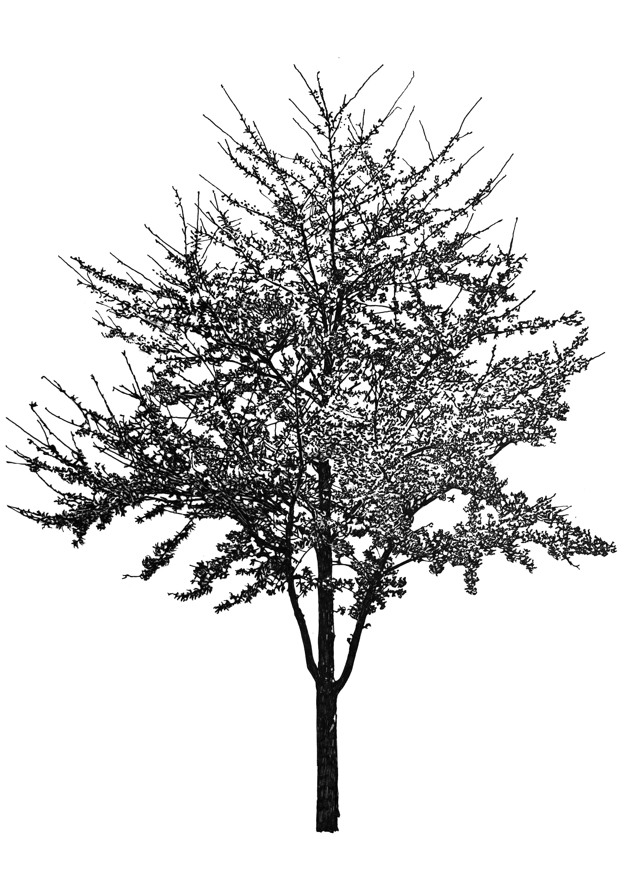 Tree Inkblot Test 2, 2022 – Egelund Shop