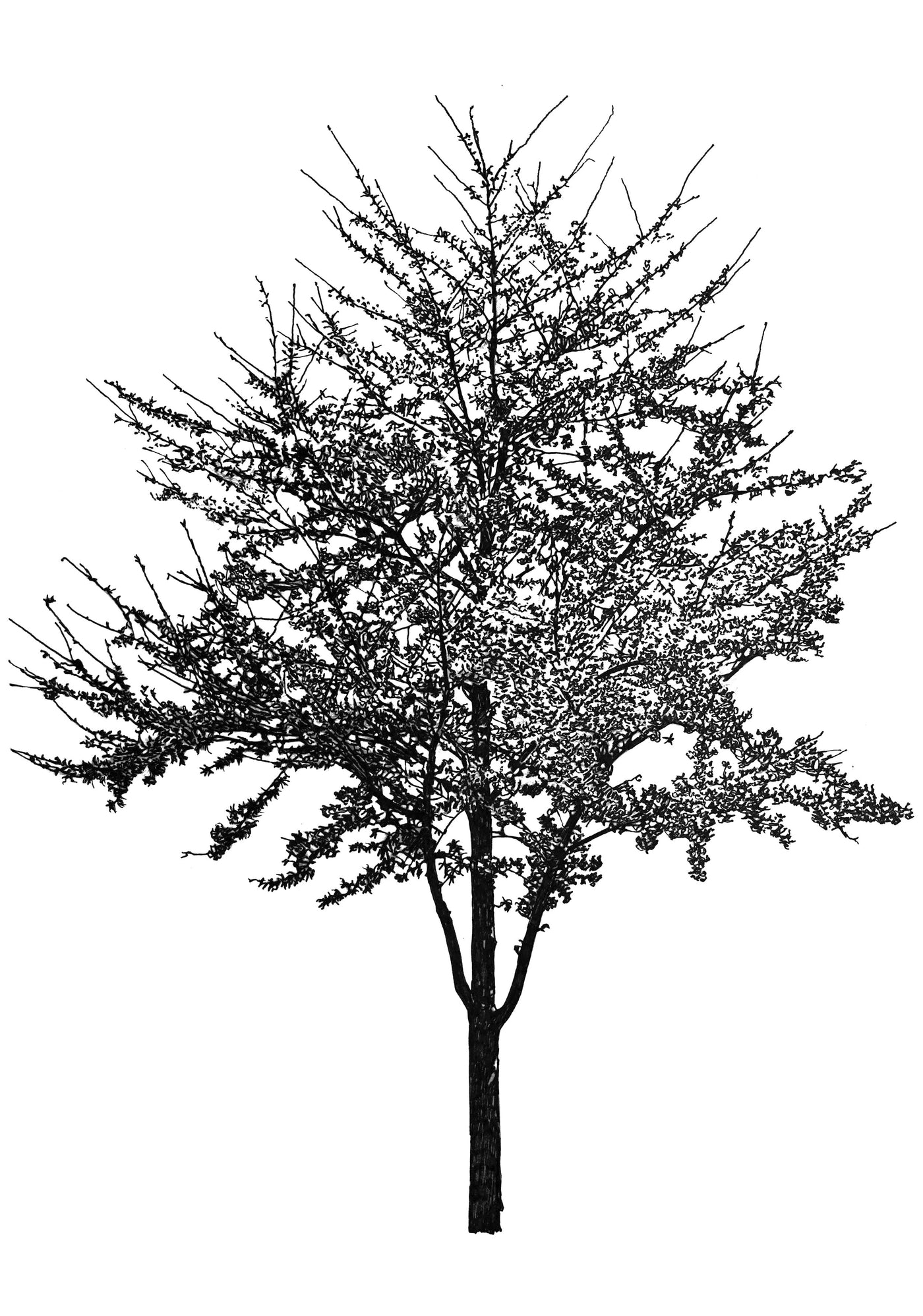 Tree Inkblot Test 2, 2022